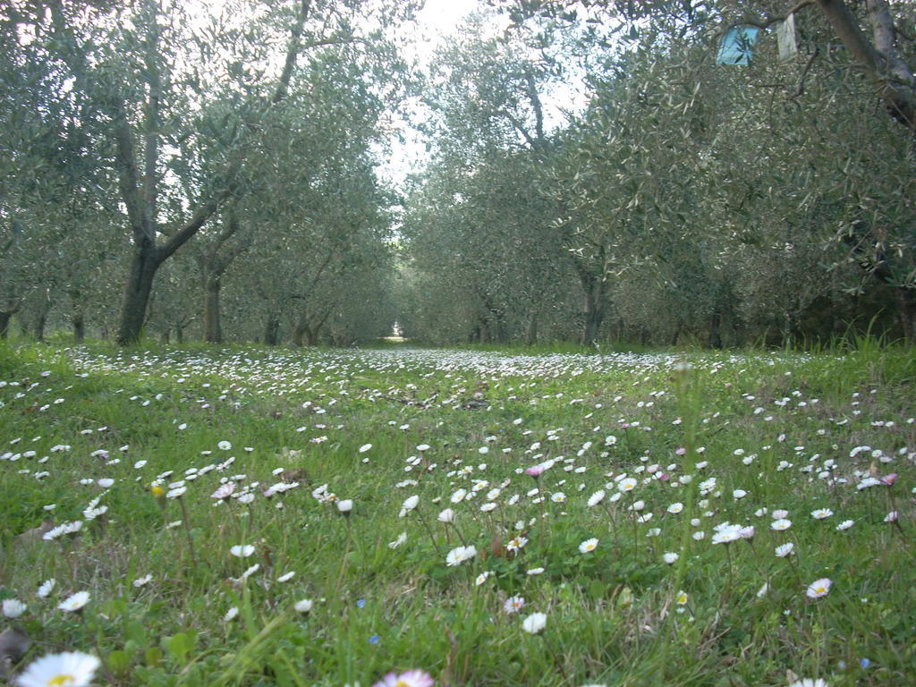 Residence Ai Campi Da Golf Saturnia Exterior photo